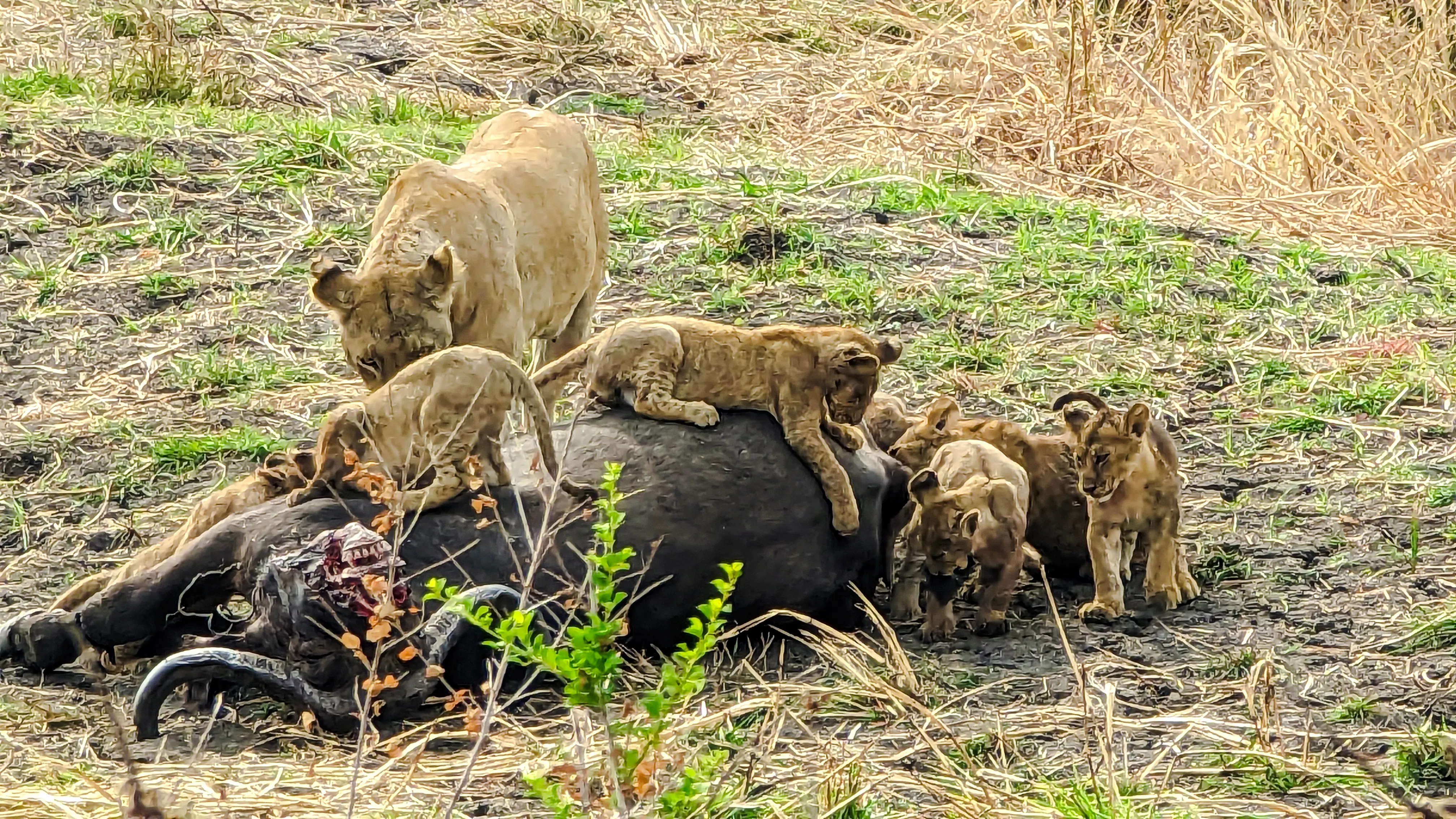 From Dar es Salaam: Mikumi National Park Safari Day Trip by SGR Train Image 10