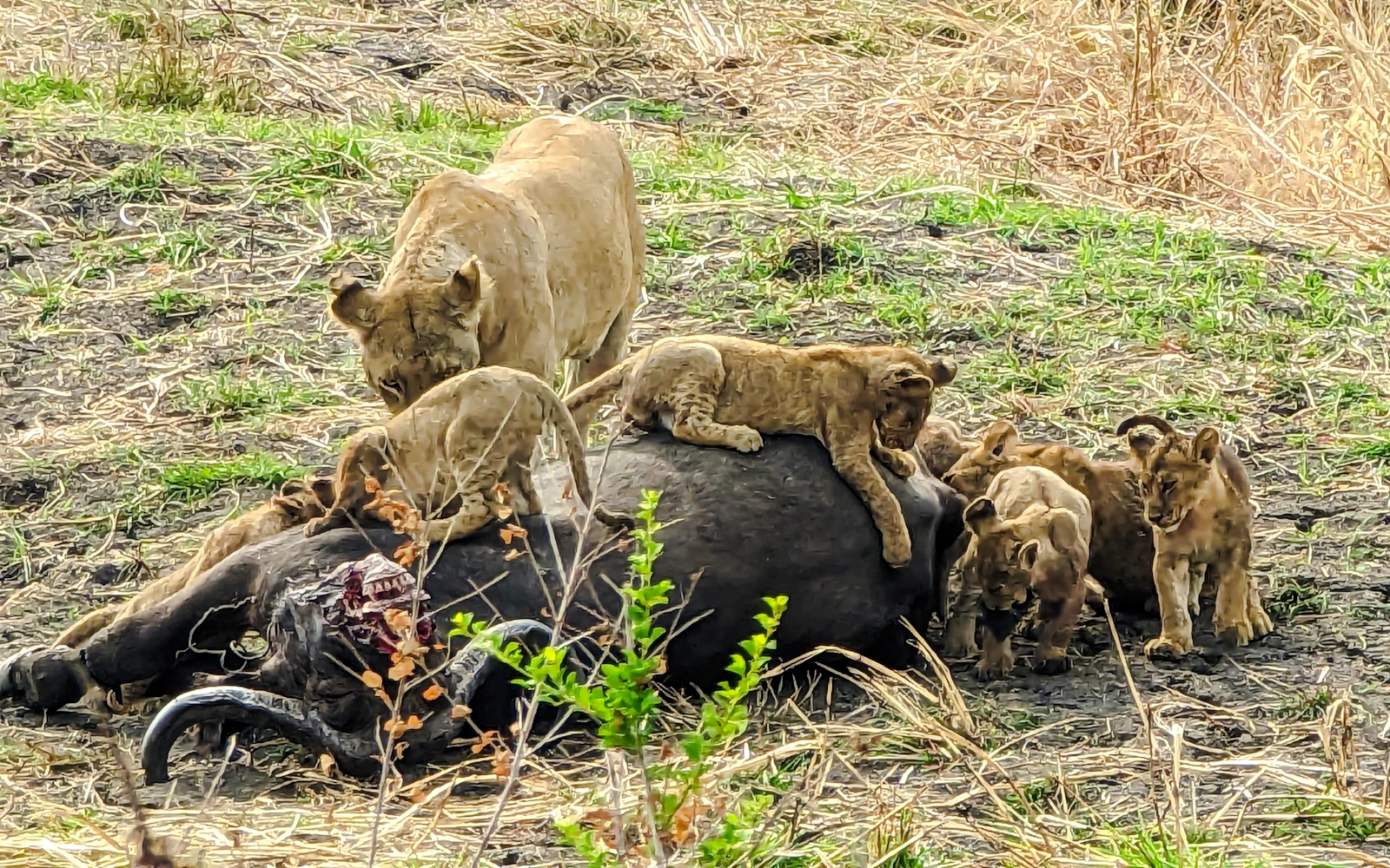From Dar es Salaam: Mikumi National Park Safari Day Trip by SGR Train Image 10