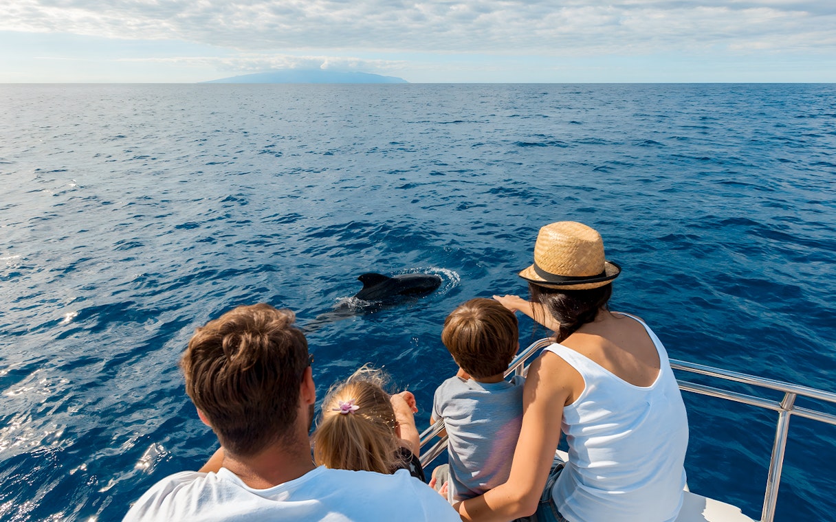 Tourists on a boat watching a dolphin in the ocean near Tenerife.