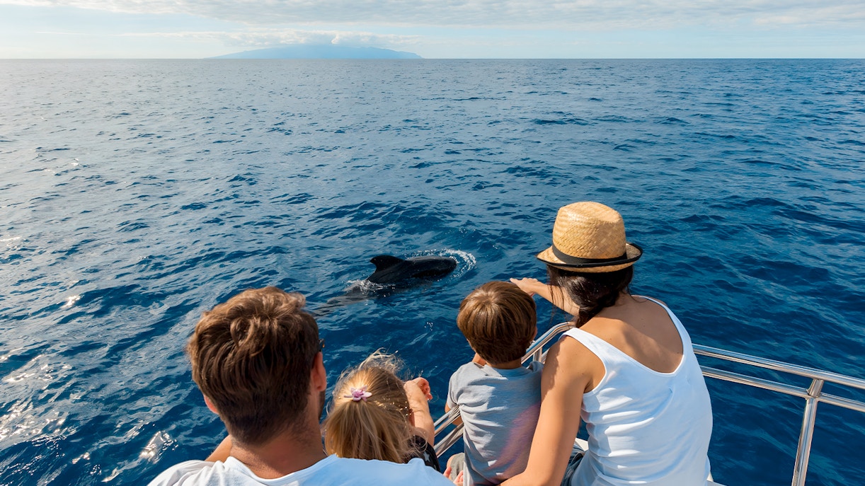 Tourists on a boat watching a dolphin in the ocean near Tenerife.