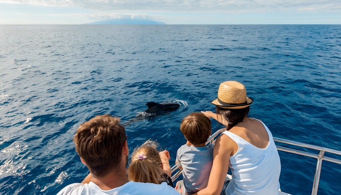 Tourists on a boat watching a dolphin in the ocean near Tenerife.