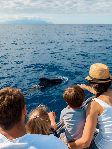 Tourists on a boat watching a dolphin in the ocean near Tenerife.