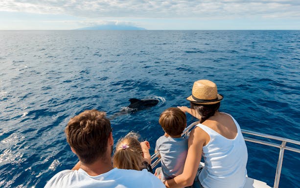 Tourists on a boat watching a dolphin in the ocean near Tenerife.