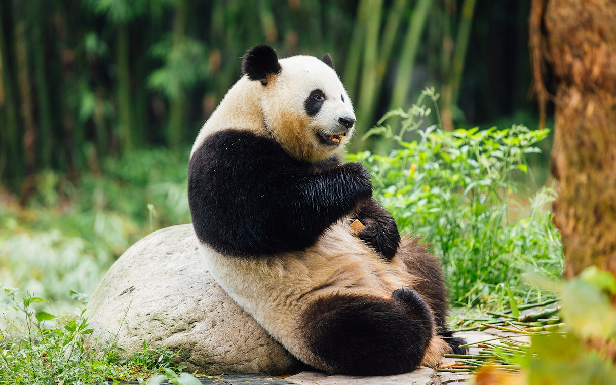 Panda sitting on a rock at Ocean Park Hong Kong.