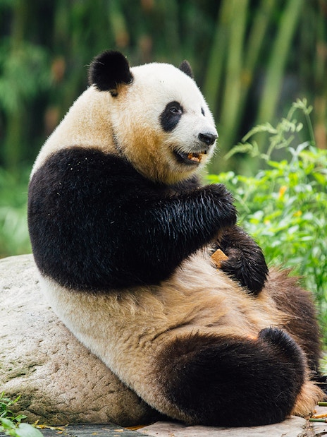 Panda sitting on a rock at Ocean Park Hong Kong.