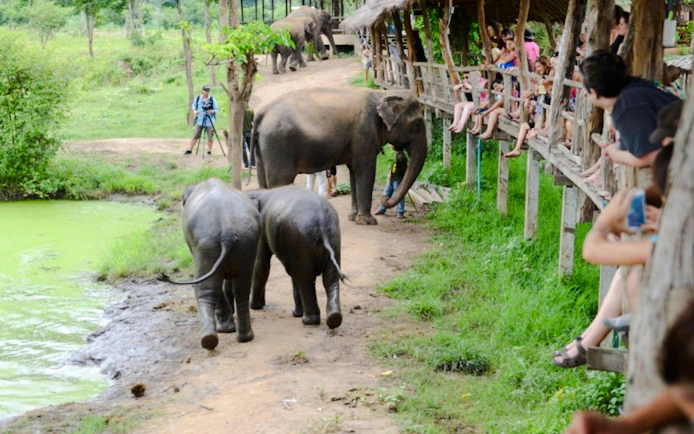 Elephants World Elephant Care Experience in Kanchanaburi with River Kwai Longtail Boat