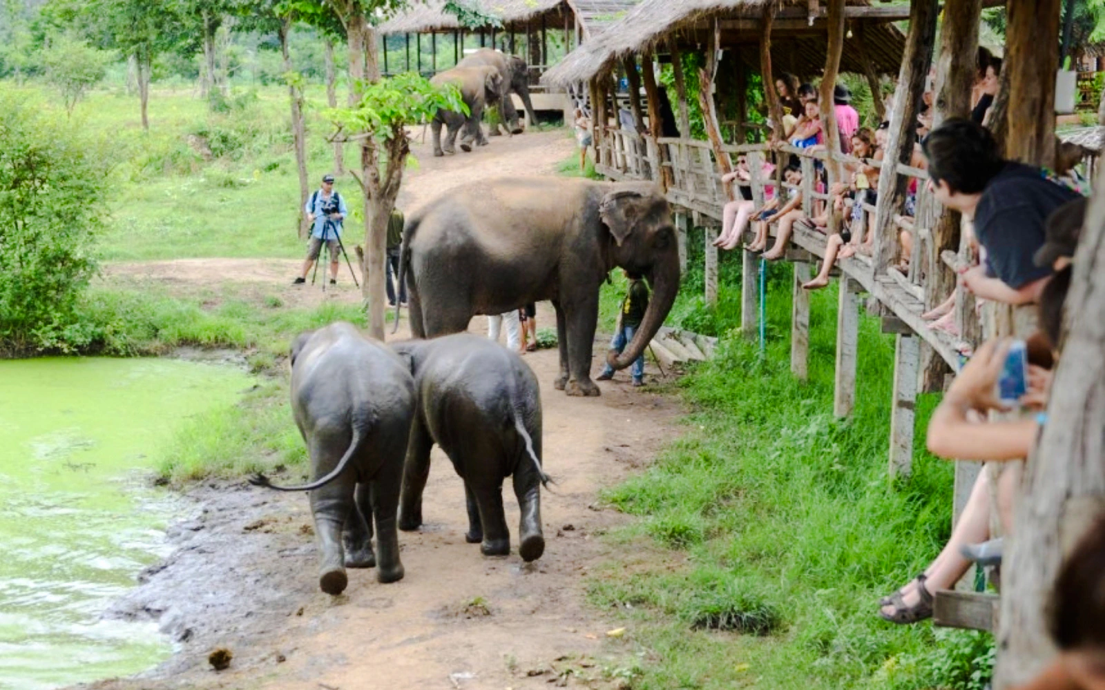 Elephants World Elephant Care Experience in Kanchanaburi with River Kwai Longtail Boat Image 2
