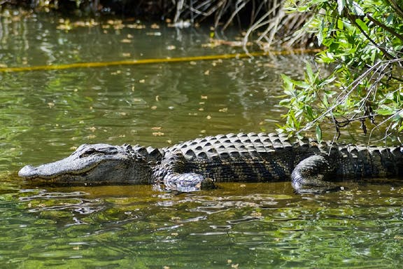 tour of jong's crocodile farm and zoo with entry tickets & transfers-7