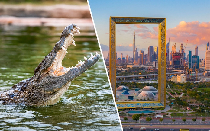 Crocodile in water and Dubai Frame with city skyline in background.