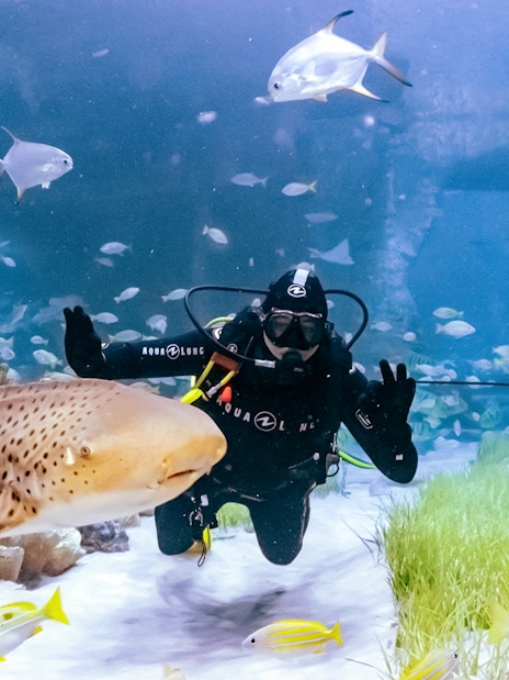 Diver swimming with leopard shark and fish at National Aquarium Abu Dhabi.