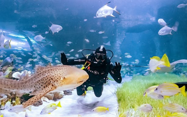 Diver swimming with leopard shark and fish at National Aquarium Abu Dhabi.