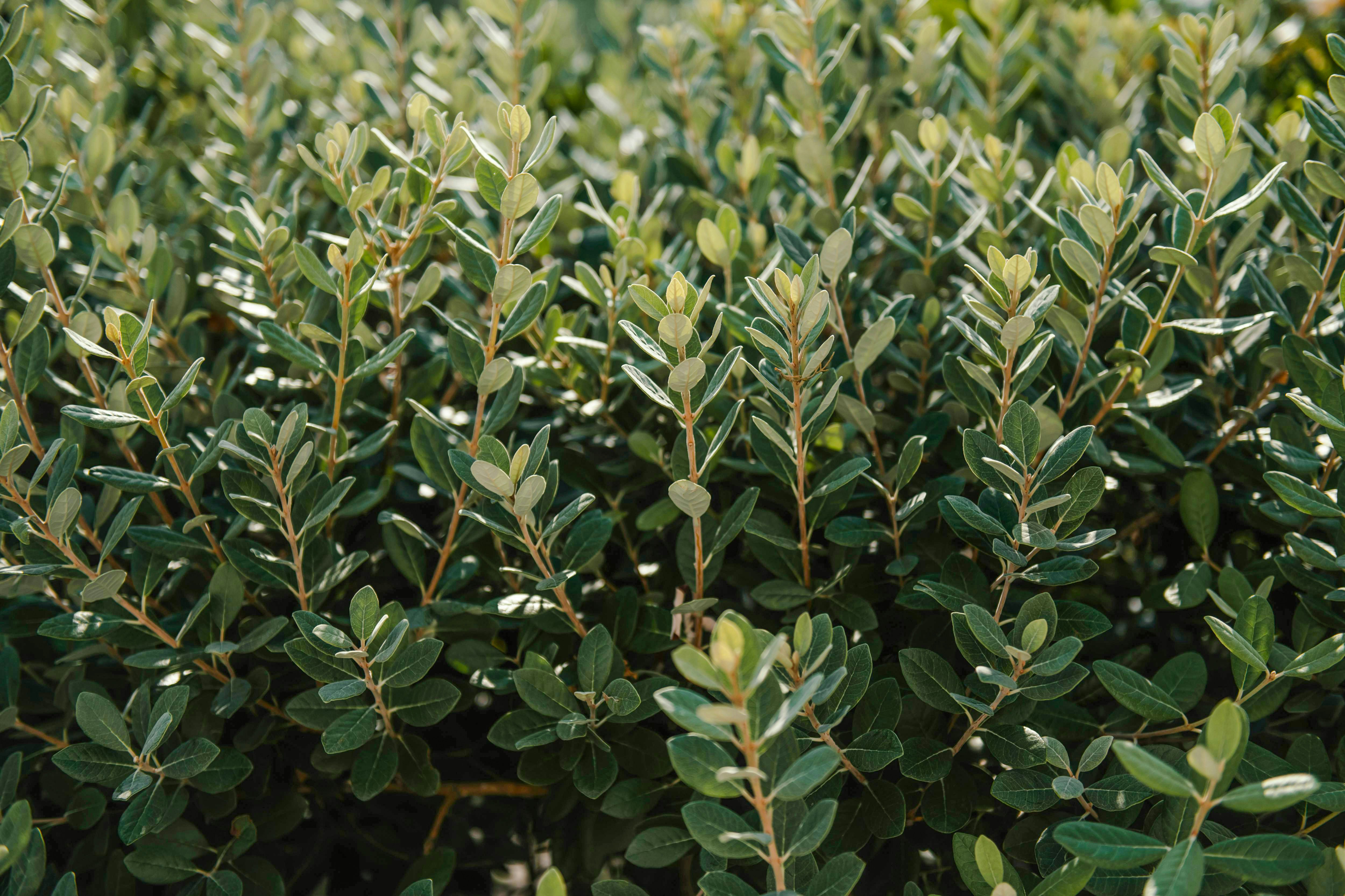Olive trees in a sunlit grove.