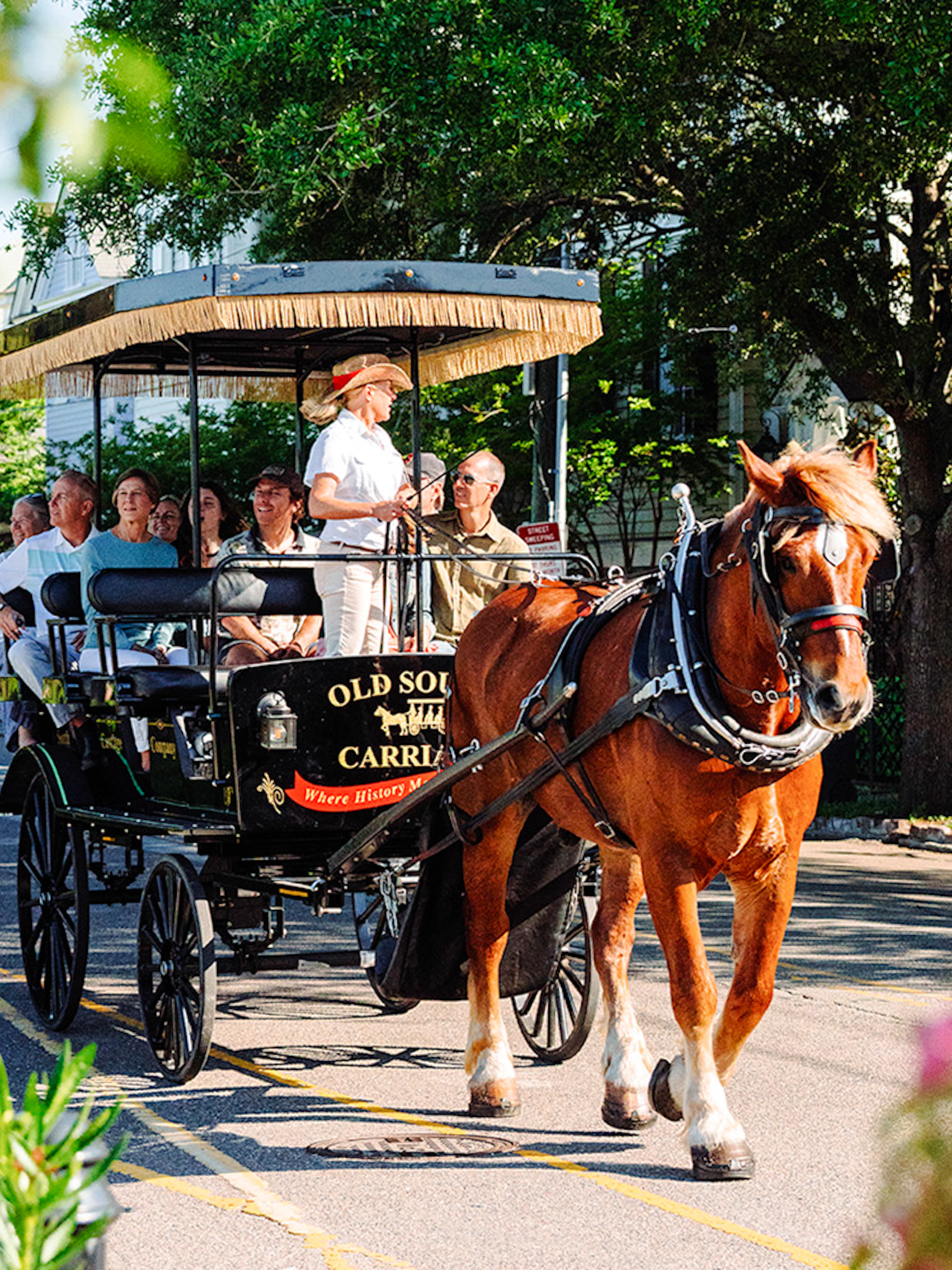 Charleston horse-drawn carriage tour with passengers on a tree-lined street.