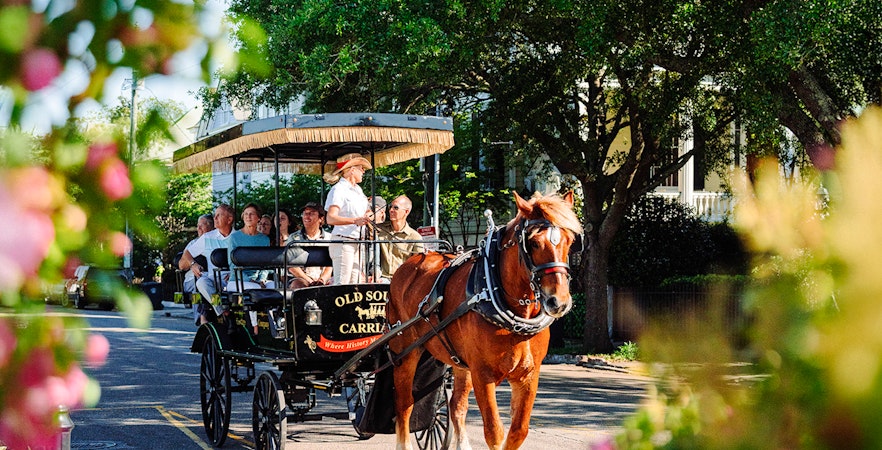 Charleston horse-drawn carriage tour with passengers on a tree-lined street.