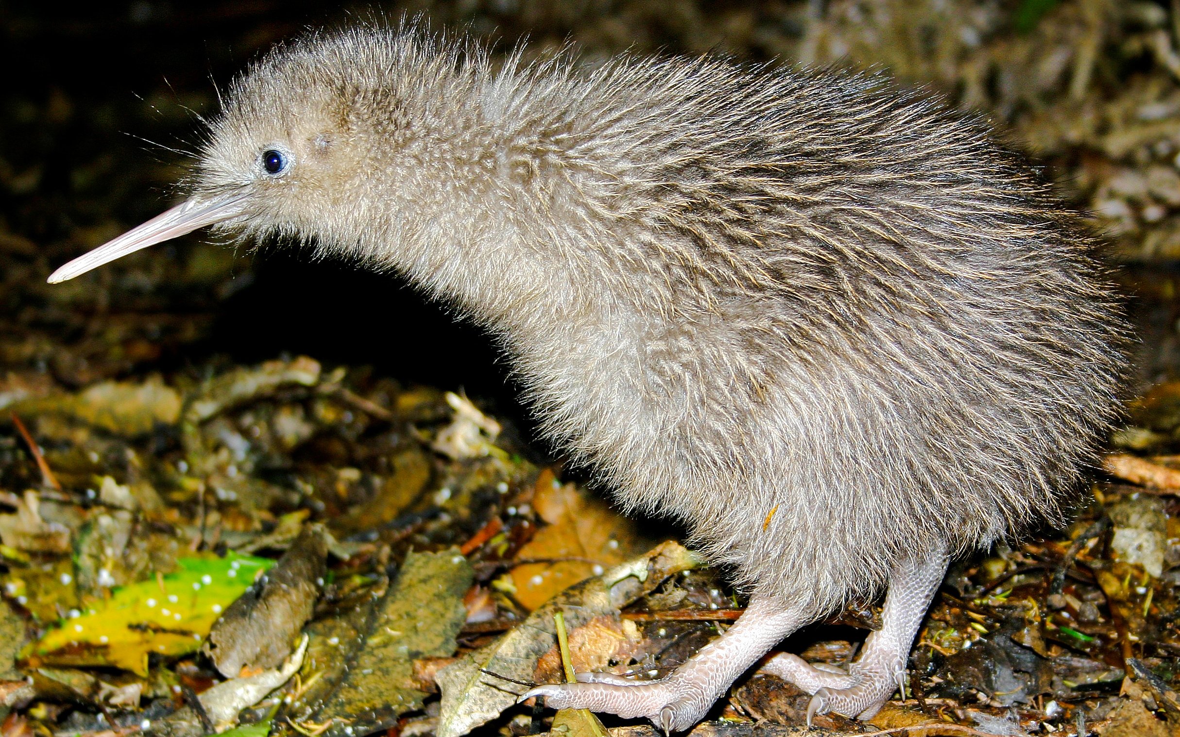 Kiwi bird walking on forest floor in New Zealand.