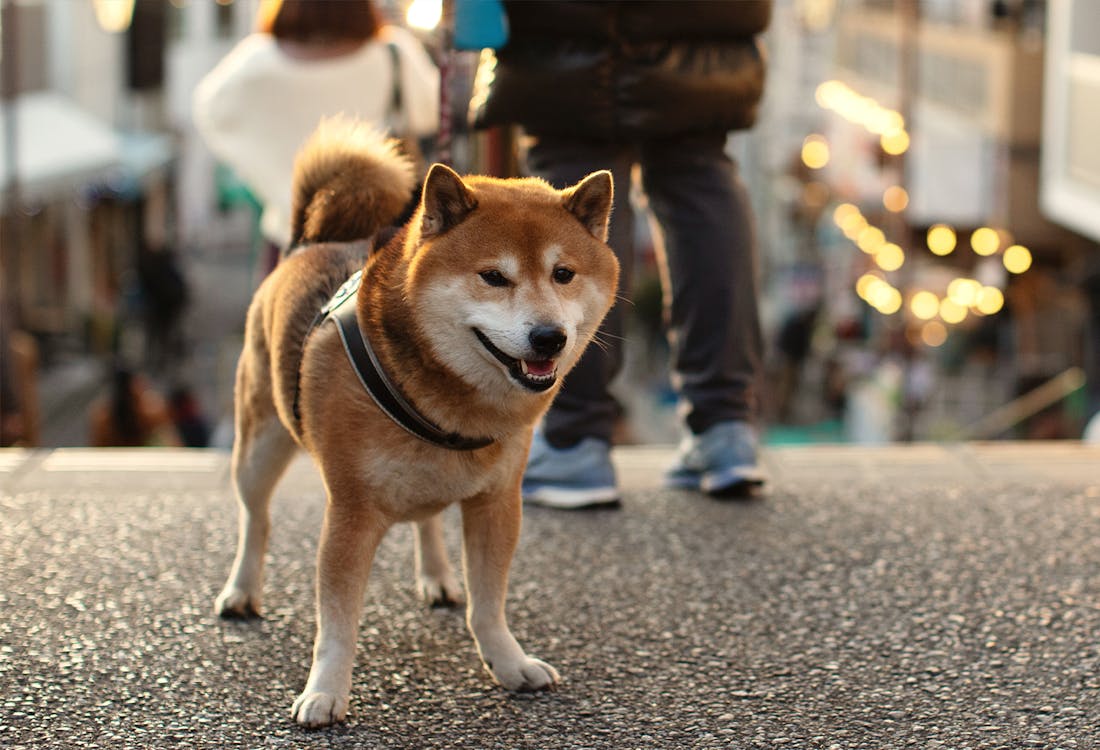 Shiba Inu - japanese dog on walk