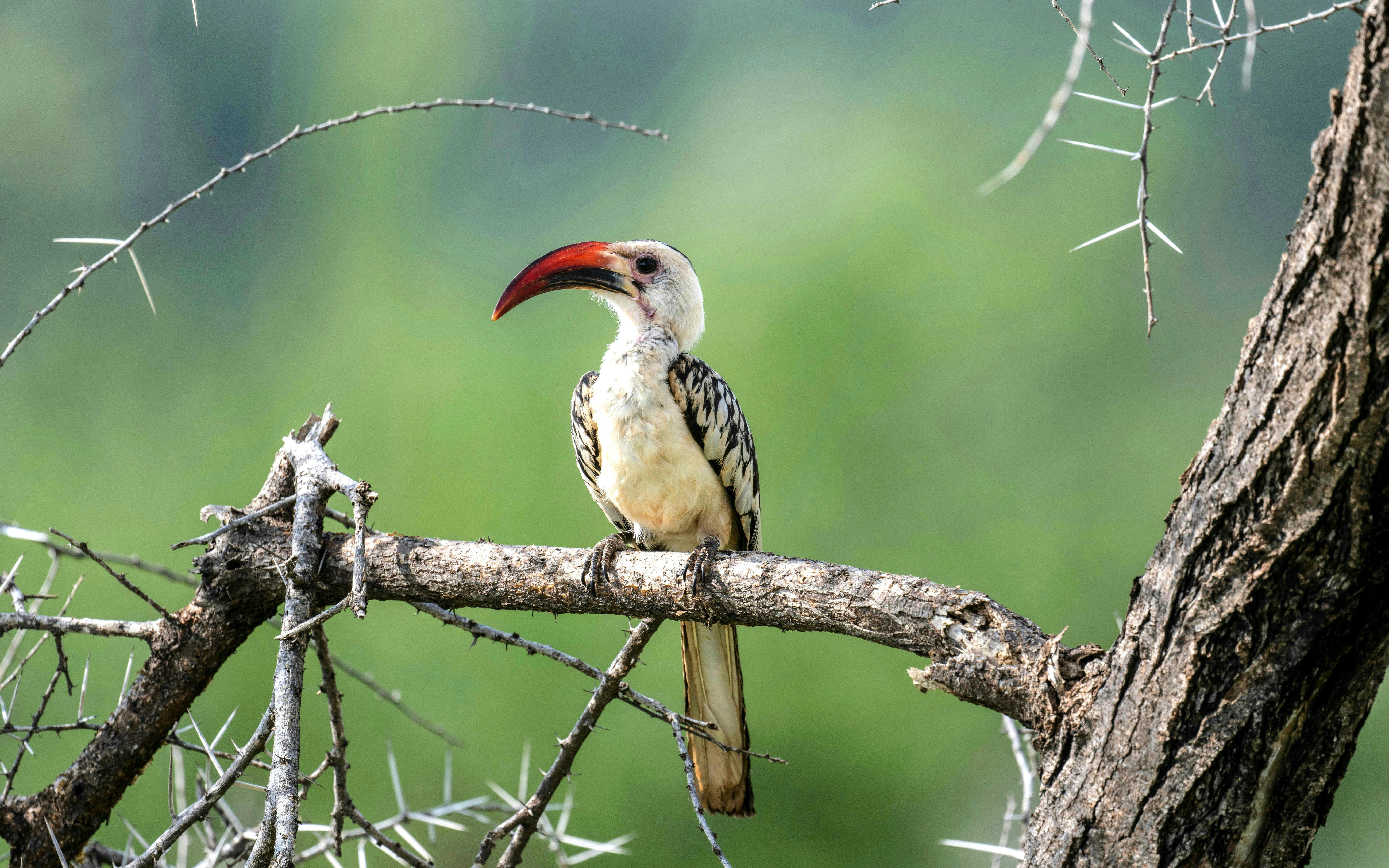 African Red-billed Toko perched on a tree branch in Kenya.