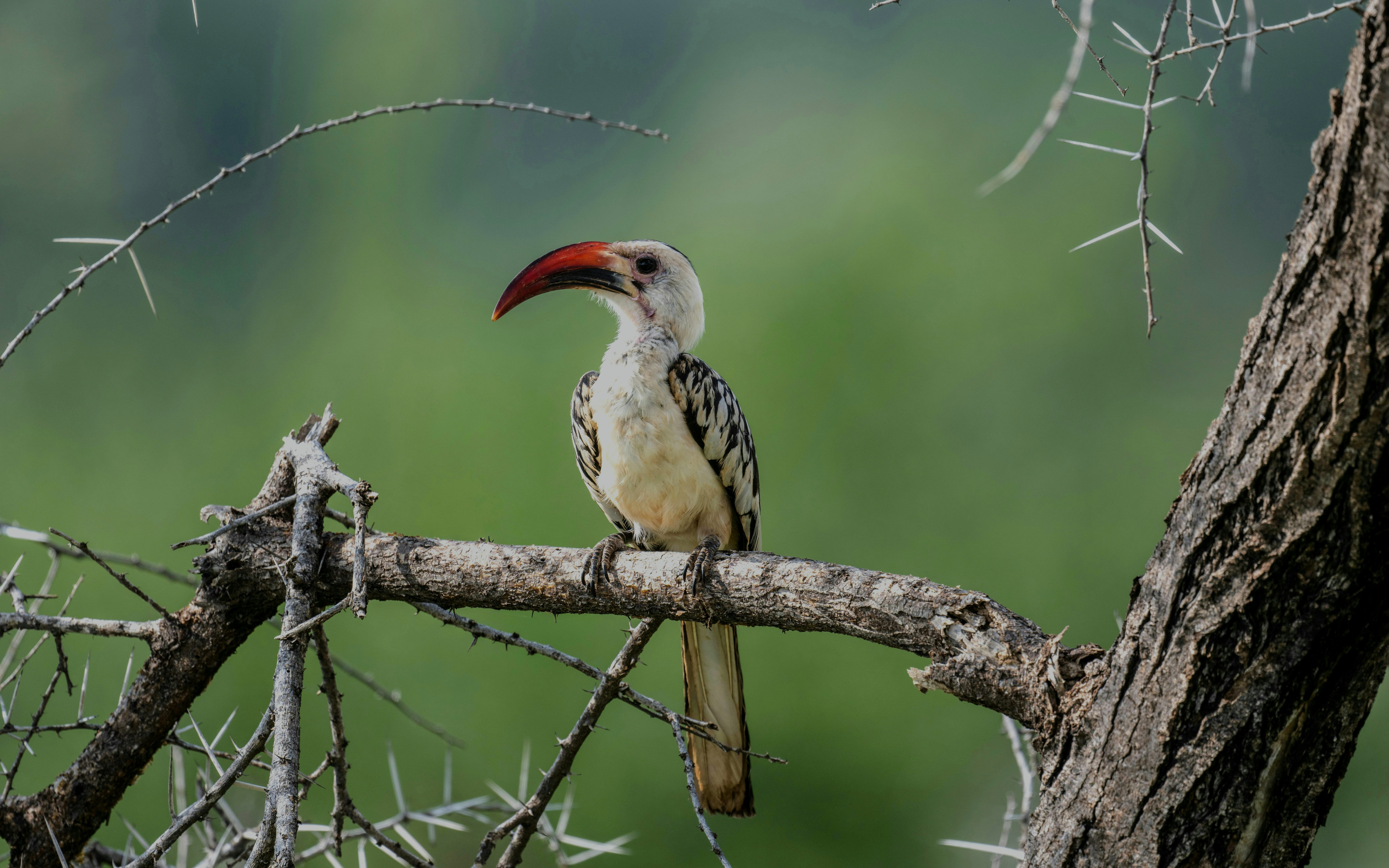African Red-billed Toko perched on a tree branch in Kenya.