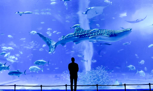 Okinawa Churaumi Aquarium