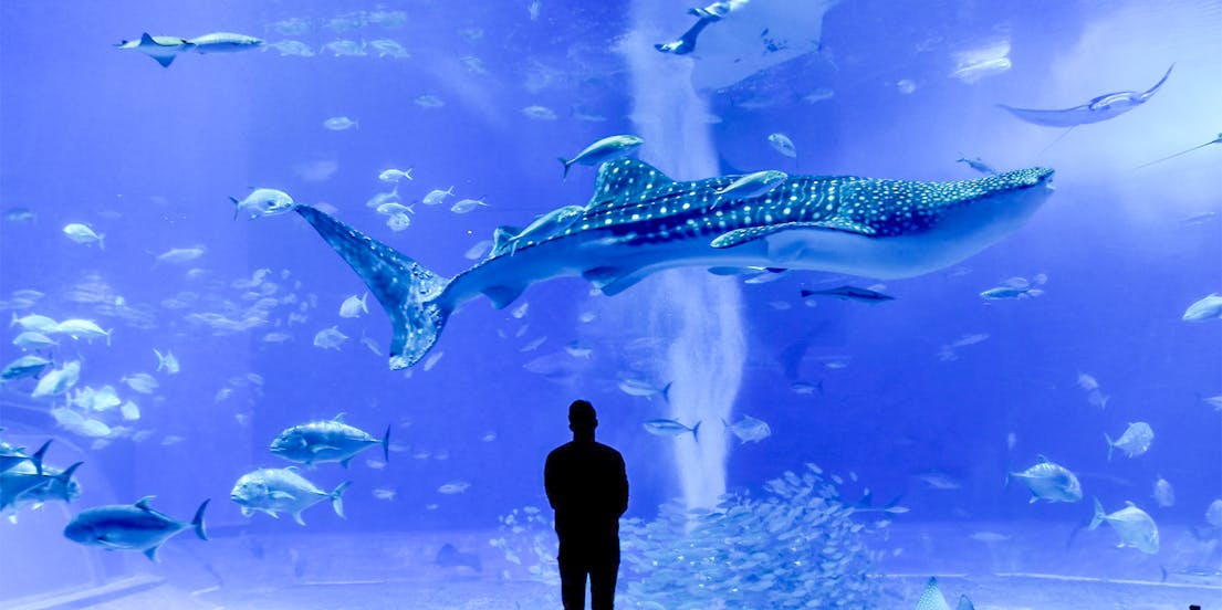 Churaumi Aquarium
