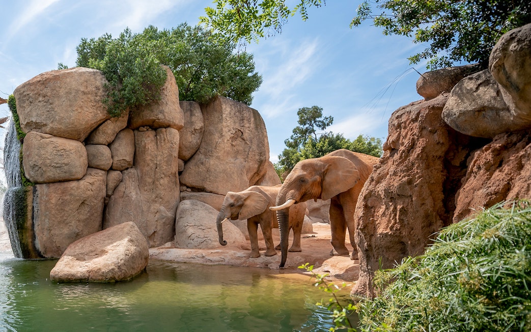 Elephants near a rocky waterhole at Bioparc Valencia.