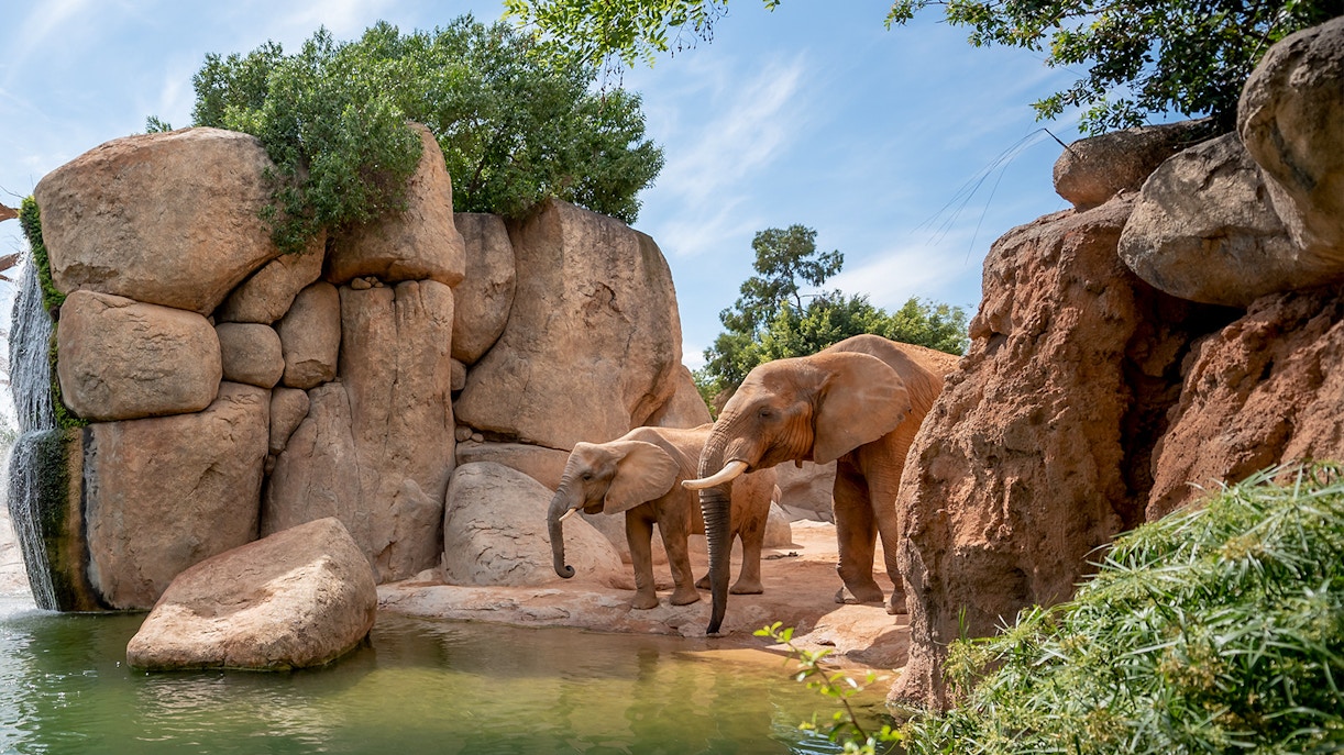 Bioparc Valencia