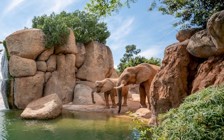 Elephants near a rocky waterhole at Bioparc Valencia.