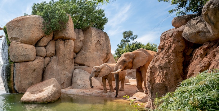 Bioparc Valencia Combo Tickets: A Comprehensive Guide