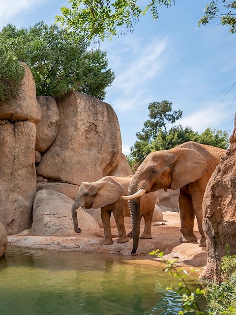 Elephants near a rocky waterhole at Bioparc Valencia.