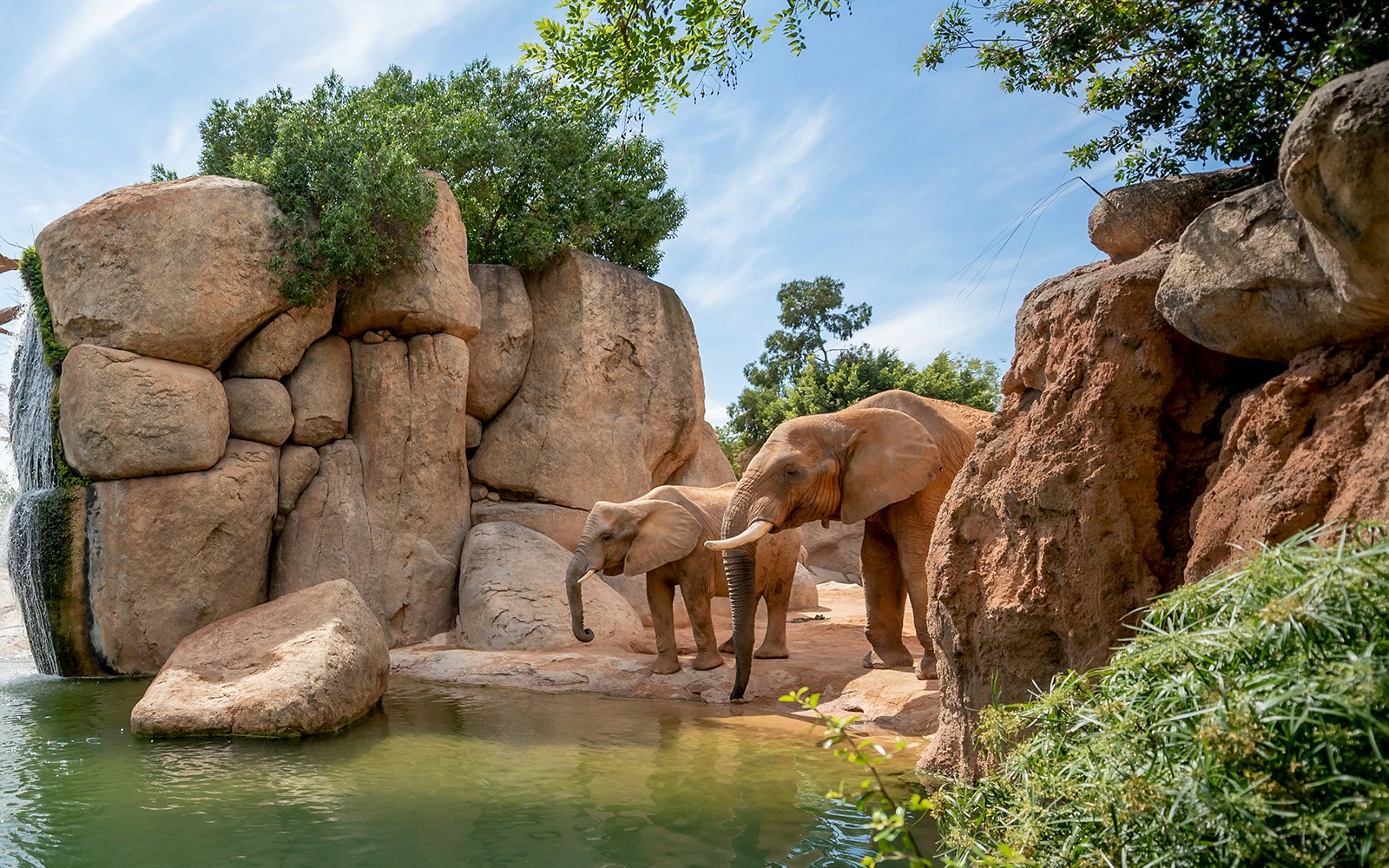 Elephants at Bioparc Valencia