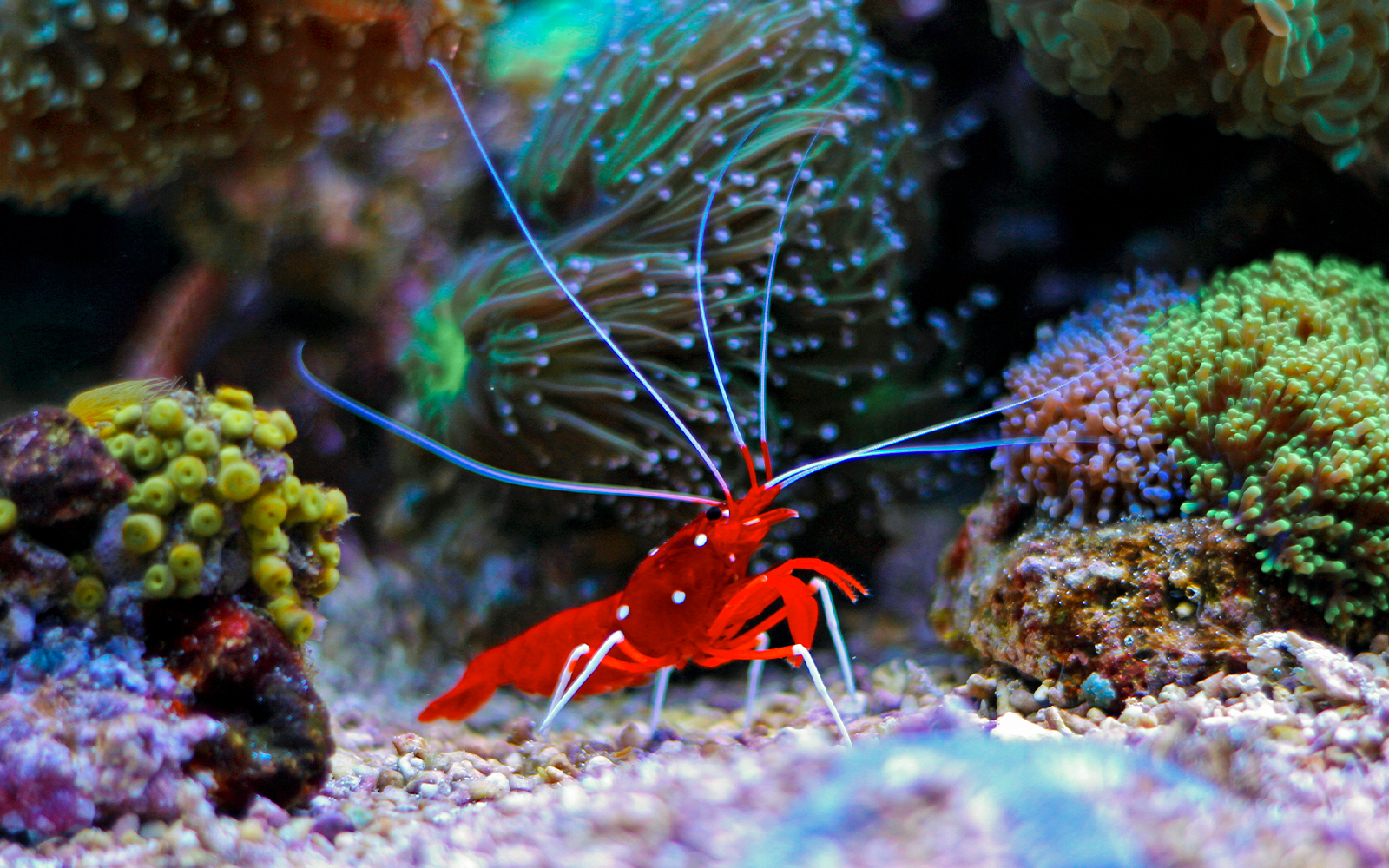 Coral reef with a red shrimp and colorful marine life in an aquarium.