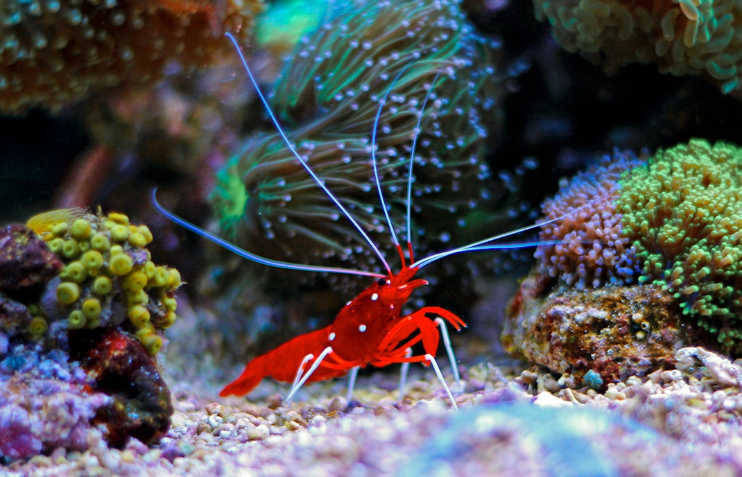 Coral reef with a red shrimp and colorful marine life in an aquarium.