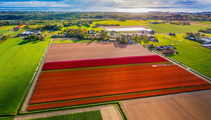Helicopter ride over tulip farms with Amsterdam skyline and North Sea in view.