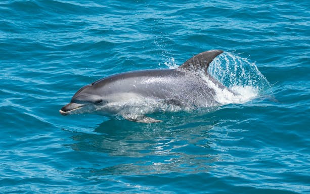 Dolphin swimming in clear blue waters during Wilsons Prom Whale Adventure Cruise.