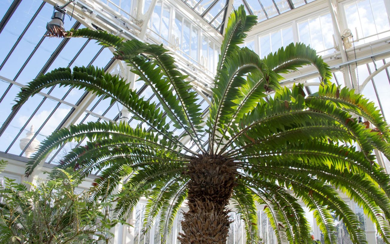 entrada de admisión general a los jardines de kew con acceso a exposiciones especiales y atracciones principales-5