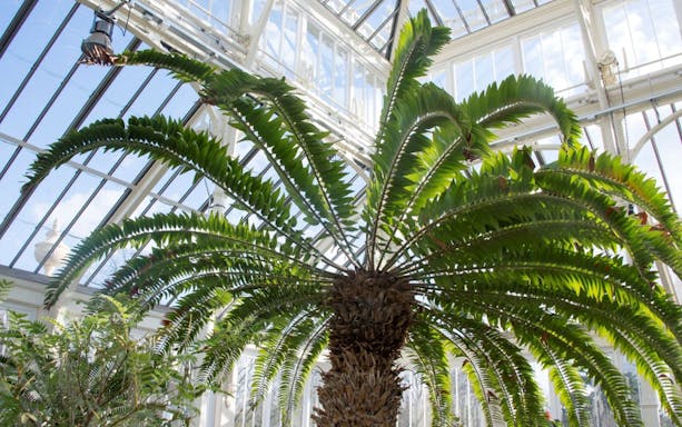 entrada de admisión general a los jardines de kew con acceso a exposiciones especiales y atracciones principales-5