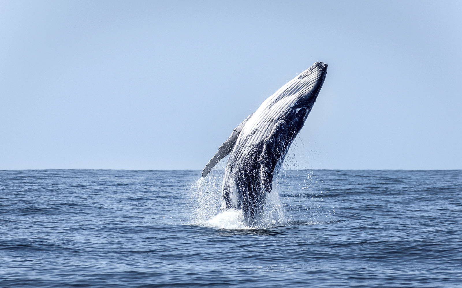 Whale watching tours