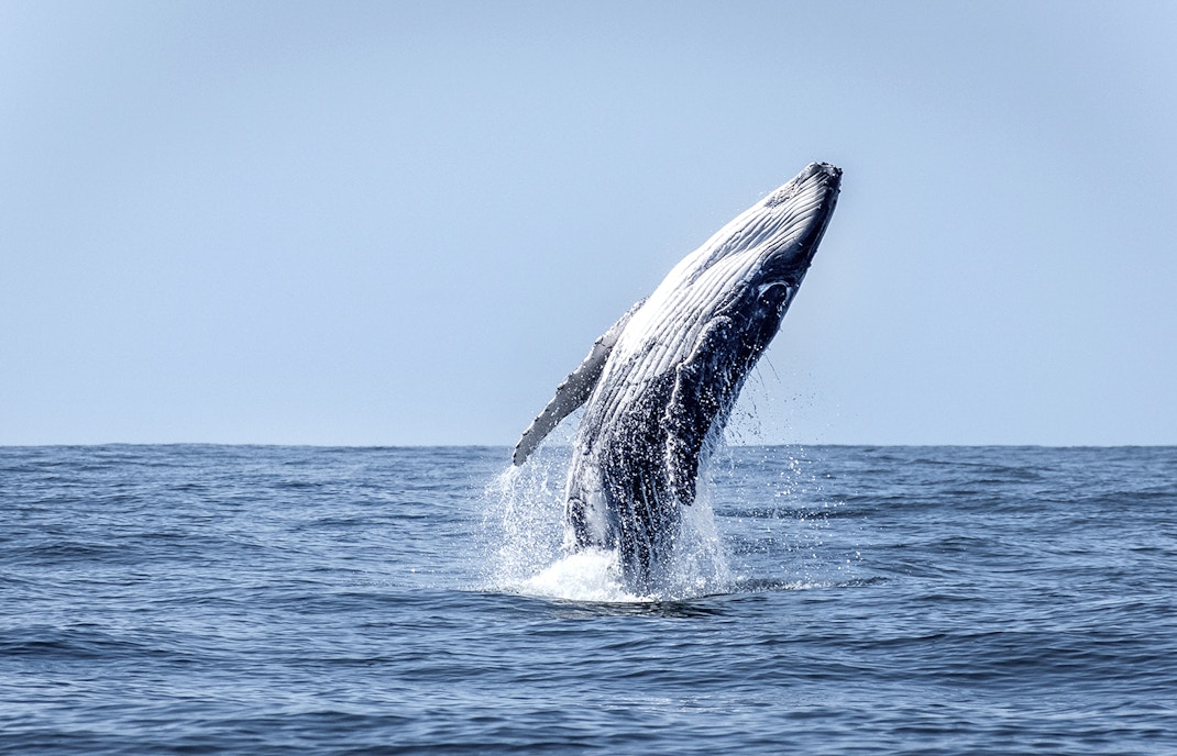 Whale watching tours
