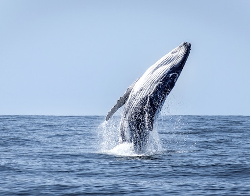 View of the whale in Iceland