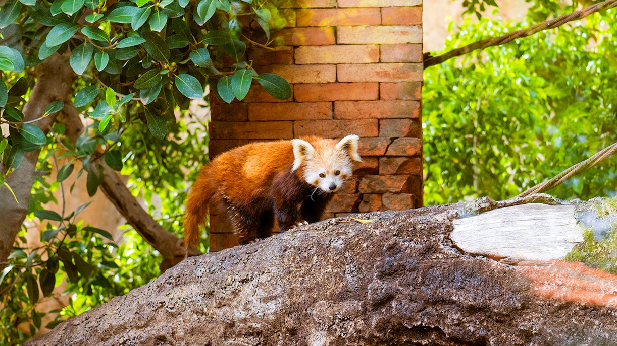 Red panda on a rock at Bioparc Fuengirola, surrounded by lush greenery.