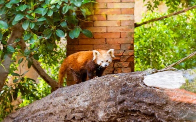 Red panda on a rock at Bioparc Fuengirola, surrounded by lush greenery.