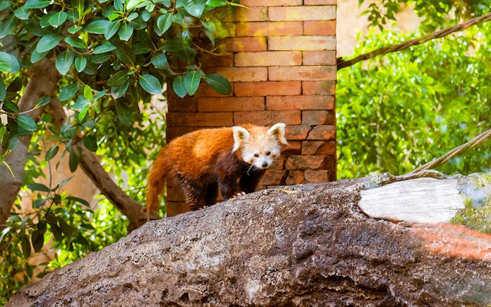 Red panda on a rock at Bioparc Fuengirola, surrounded by lush greenery.