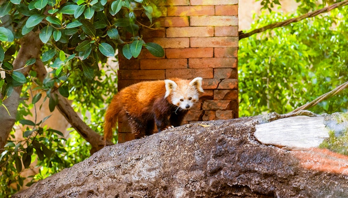 Red panda resting on a tree branch at Bioparc Fuengirola, Spain.