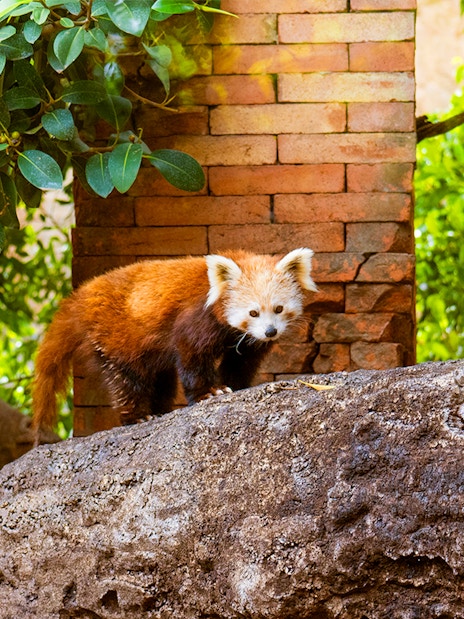 Red panda on a rock at Bioparc Fuengirola, surrounded by lush greenery.