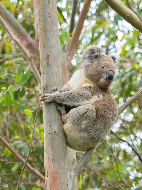 Koala in eucalyptus tree on Great Ocean Road tour.