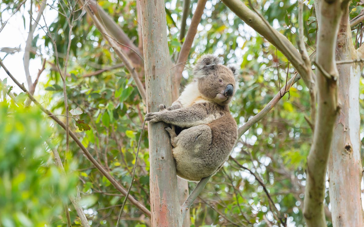 full-day guided tour of great ocean road with hotel transfers-5 full-day guided tour of great ocean road with hotel transfers-5