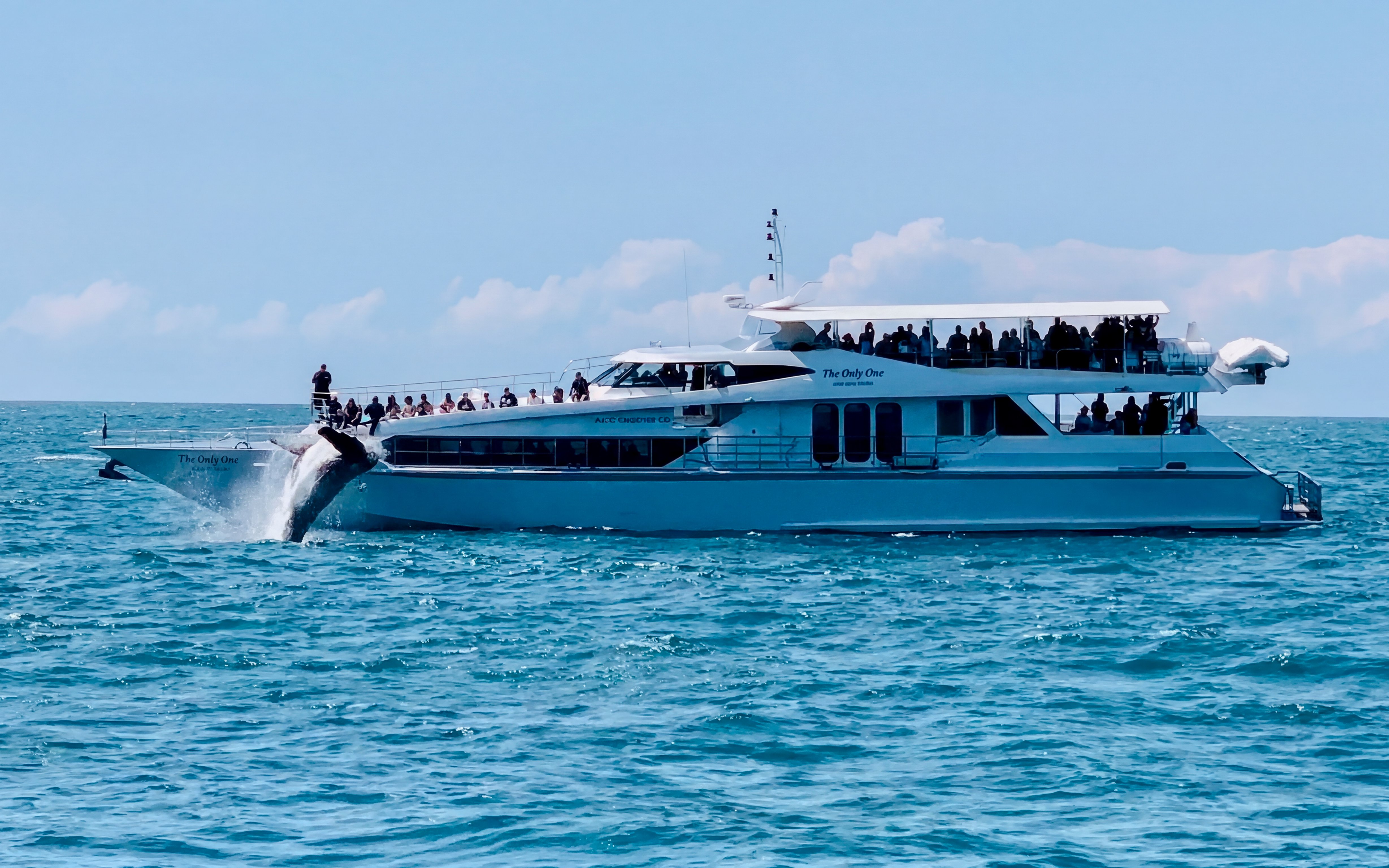 Luxury yacht with tourists watching a whale breach in Gold Coast waters.