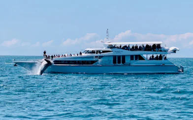 Luxury yacht with tourists watching a whale breach in Gold Coast waters.