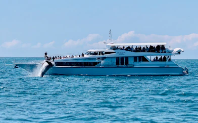 Luxury yacht with tourists watching a whale breach in Gold Coast waters.