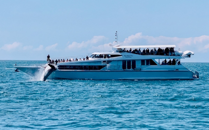 Luxury yacht with tourists watching a whale breach in Gold Coast waters.